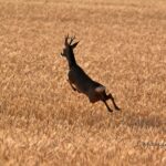 Un ejemplar de corzo fotografiado en el monte.