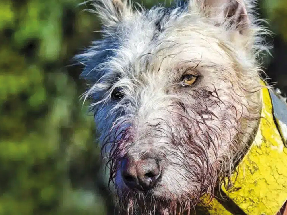 PROYECTO-farcaza-Aujezsky