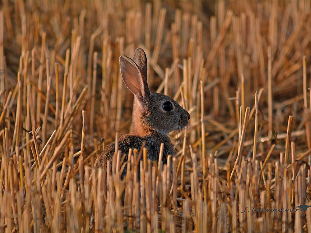 PROYECTO-farcaza-Situación-del-conejo-en-la-península-ibérica