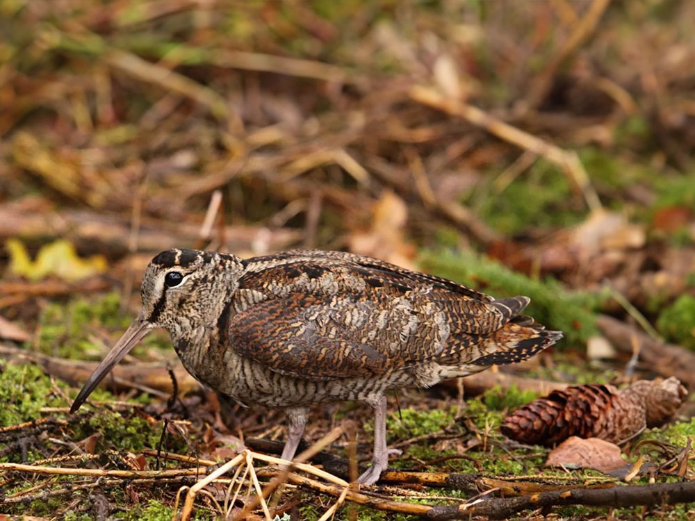 PROYECTO-farcaza-becada